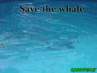 baleine a fesse